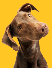 BarkBox